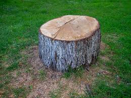 Best Tree Health Inspection  in Carbonville, UT