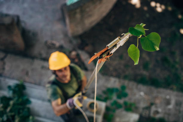 Best Tree Maintenance Programs  in Carbonville, UT