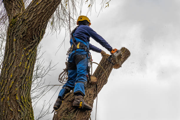 Best Arborist Consultation Services  in Carbonville, UT