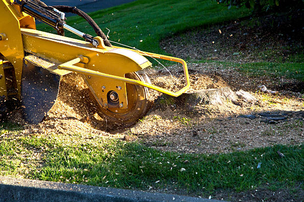Best Tree Trimming and Pruning  in Carbonville, UT