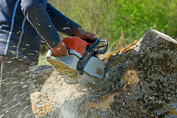 Best Lawn Irrigation Installation and Maintenance  in Carbonville, UT