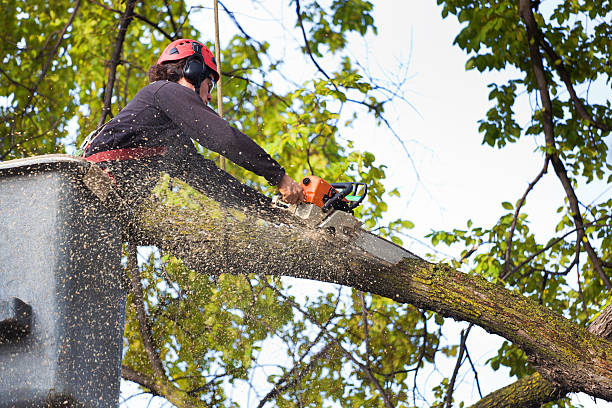 Best Lawn Maintenance Plans  in Carbonville, UT
