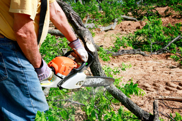 How Our Tree Care Process Works  in  Carbonville, UT